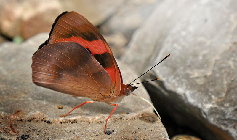 Scarlet Knight, Temenis pulchra (Hewitson, 1861).  Caranavi, Yungas, Bolivia February 9, 2016. Photographer; Peter Mllmann