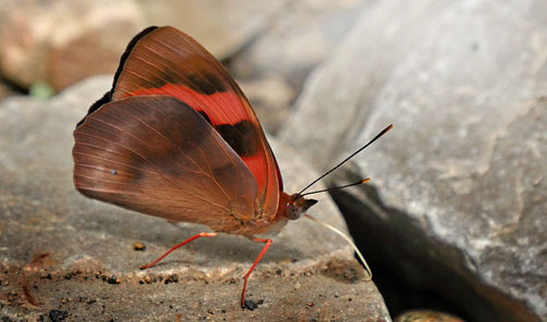 Scarlet Knight, Temenis pulchra (Hewitson, 1861). Caranavi, Yungas, Bolivia February 9, 2016. Photographer; Peter Møllmann
