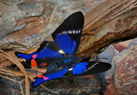 Rhetus periander, Rio Zongo, Caranavi, elev 870 m. Yungas. d. 9 january 2016. Photographer; Peter  Mllmann