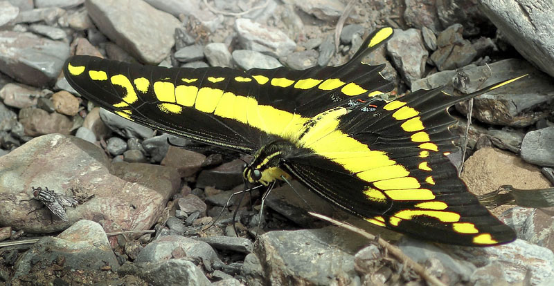 King Page Swallowtail, Herachlides thoas ssp. brasiliensis (Rothschild & Jordan, 1906). Caranavi, Yungas, Bolivia January 12, 2016. Photographer; Peter Mllmann