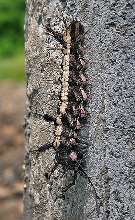 Cracker, Hamadryas feronia or Hamadryas februa caterpilar and pupae? . Pusiliani, Caranavi, Yungas, Bolivia February 5, 2016. Photographer; Peter Møllmann
