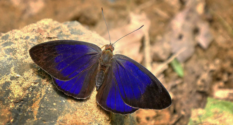 Rufous Purplewing, Eunica carias (Hewitson, 1857). Garrapatuni, Caranavi, Yungas, Bolivia January 15, 2016. Photographer; Peter Mllmann