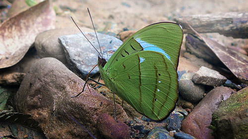 Hewitson's Olivewing, Nessaea hewitsonii ssp. boliviensis (Jenkins, 1989), Rio Zongo, Caranavi, elev 720 m. Yungas. d. 9 january 2016. Photographer; Peter  Mllmann