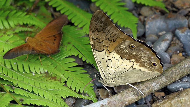 Shoemaker, Prepona laertes ssp. demodice (Godart, 1824). Caranavi, Yungas, Bolivia January 12, 2016. Photographer; Peter Mllmann