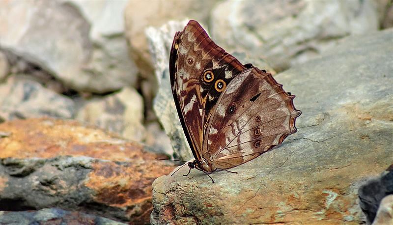 Amphitryon Morpho, Morpho amphitryon ssp. susarion (Fruhstorfer, 1913). Copacabana, Caranavi, Yungas, Bolivia January 23, 2016. Photographer;  Annelise