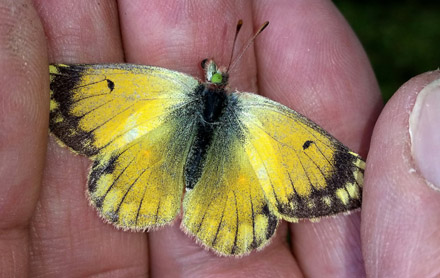 Puna Clouded Sulphur, Colias euxanthe ssp. satuata (Röber, 1909). Huarina, Titicaca elevation 3830 m, Bolivia february 22, 2016. Photographer; Peter Mřllmann