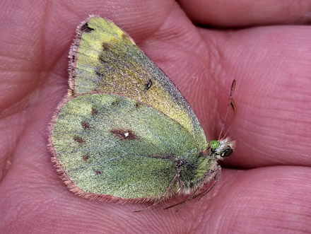 Puna Clouded Sulphur, Colias euxanthe ssp. satuata (Rber, 1909). Huarina, Titicaca elevation 3830 m, Bolivia february 22, 2016. Photographer; Peter Mllmann