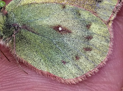Puna Clouded Sulphur, Colias euxanthe ssp. satuata (Röber, 1909). Huarina, Titicaca elevation 3830 m, Bolivia february 22, 2016. Photographer; Peter Møllmann