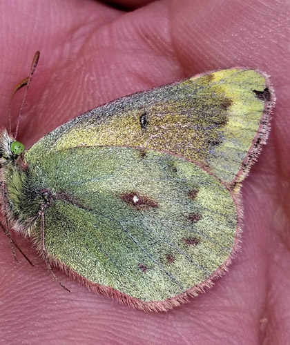 Puna Clouded Sulphur, Colias euxanthe ssp. satuata (Rber, 1909). Huarina, Titicaca elevation 3830 m, Bolivia february 22, 2016. Photographer; Peter Mllmann