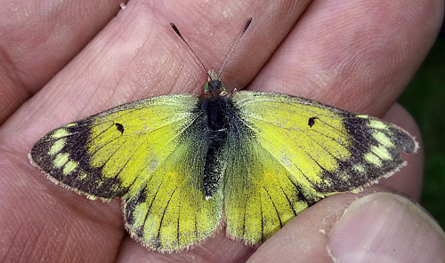 Puna Clouded Sulphur, Colias euxanthe ssp. satuata (Röber, 1909). Huarina, Titicaca elevation 3830 m, Bolivia february 22, 2016. Photographer; Peter Mřllmann