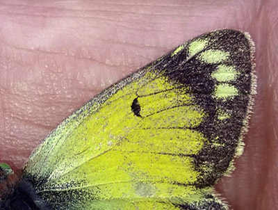 Puna Clouded Sulphur, Colias euxanthe ssp. satuata (Rber, 1909). Huarina, Titicaca elevation 3830 m, Bolivia february 22, 2016. Photographer; Peter Mllmann