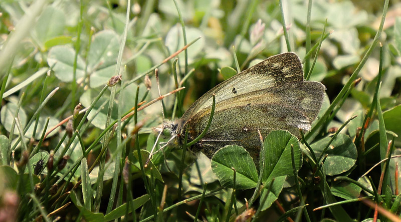 Puna Clouded Sulphur, Colias euxanthe ssp. satuata (Röber, 1909). Huarina, Titicaca elevation 3830 m, Bolivia february 22, 2016. Photographer; Peter Møllmann