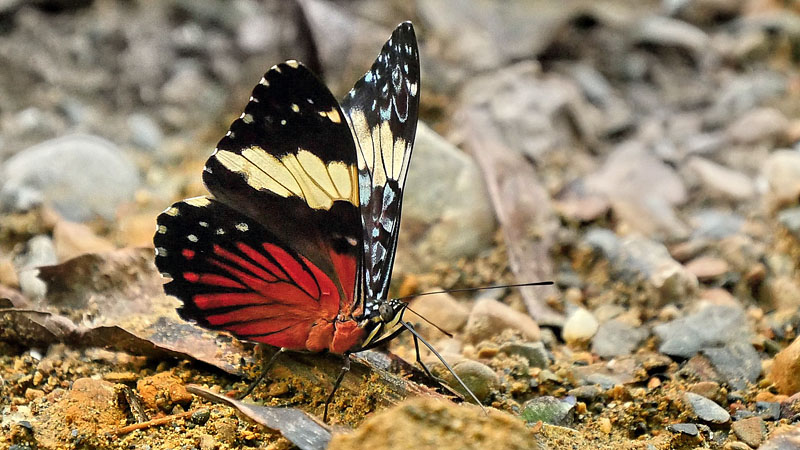 Red Cracker, Hamadryas amphinome (Linnaeus, 1767). Pusiliani, Caranavi, Yungas, Bolivia February 5, 2016. Photographer; Peter Mllmann