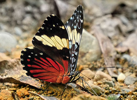 Red Cracker, Hamadryas amphinome (Linnaeus, 1767). Pusiliani, Caranavi, Yungas, Bolivia February 5, 2016. Photographer; Peter Mllmann