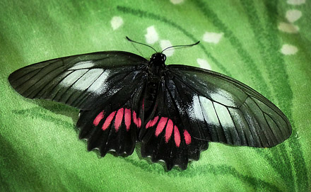 Mimoides ariarathes ssp. gayi (Lucas, 1852).  Caranavi, Yungas, Bolivia February 12, 2016. Photographer;  Peter Mllmann