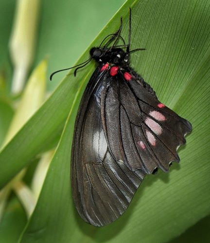 Mimoides ariarathes ssp. gayi (Lucas, 1852). Caranavi, Yungas, Bolivia February 12, 2016. Photographer; Peter Møllmann