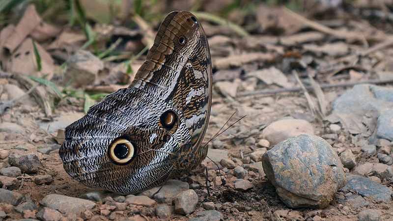 Illioneus Giant Owl, Caligo illioneus ssp. pheidriades (Fruhstorfer, 1912). Copacabana, Caranavi, Yungas, Bolivia January 23, 2016. Photographer;  Peter Mllmann