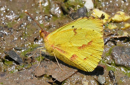Deva Grass Yellow, Eurema deva ssp. doris (Röber, 1909). Sorata, 2500 m, Yungas, Bolivia february 21, 2016. Photographer; Peter Mřllmann