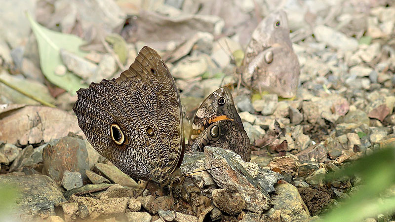 Forest Giant Owl, Caligo eurilochus ssp. pallidus (Fruhstorfer, 1912). Pusiliani, Caranavi, Yungas, Bolivia January 19, 2016. Photographer;  Annelise