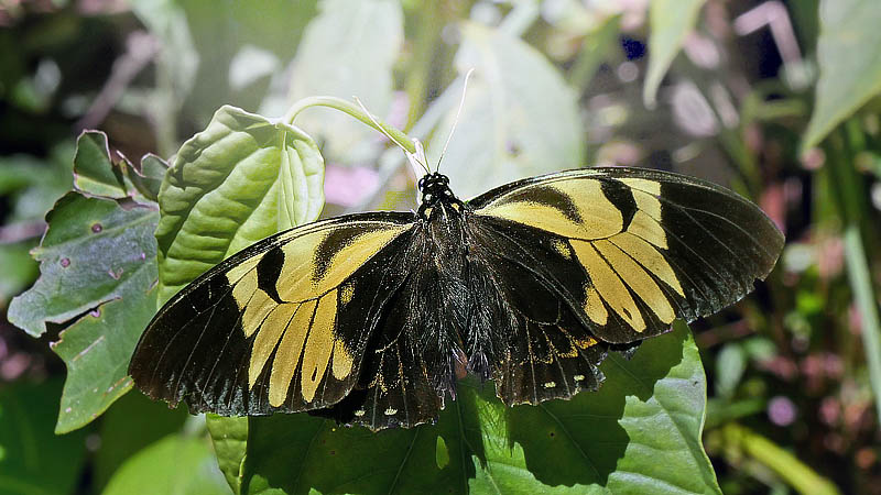 Black Mimic Swallowtail, Pterourus bachus ssp. chrysomelus (Rothschild & Jordan, 1906). Quijarro, Caranavi, Yungas, Bolivia January 20, 2016. Photographer;  Peter Mllmann