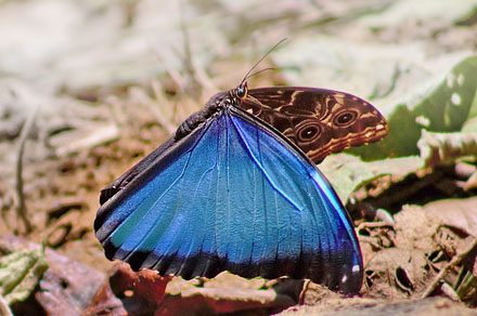 Marbled Morpho, Morpho deidamia (Hbner, 1819). Garrapatuni, Caranavi, Yungas, Bolivia January 15, 2016. Photographer;  Annelise