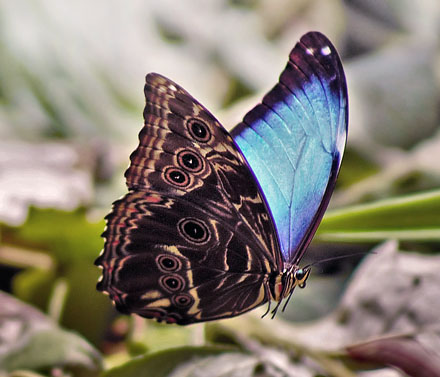 Marbled Morpho, Morpho deidamia (Hbner, 1819). Garrapatuni, Caranavi, Yungas, Bolivia January 15, 2016. Photographer;  Annelise