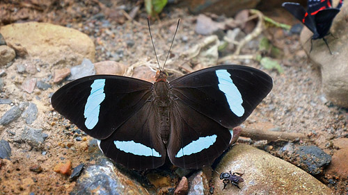 Hewitson's Olivewing, Nessaea hewitsonii ssp. boliviensis (Jenkins, 1989), Rio Zongo, Caranavi, elev 720 m. Yungas. d. 9 january 2016. Photographer; Peter  Mllmann