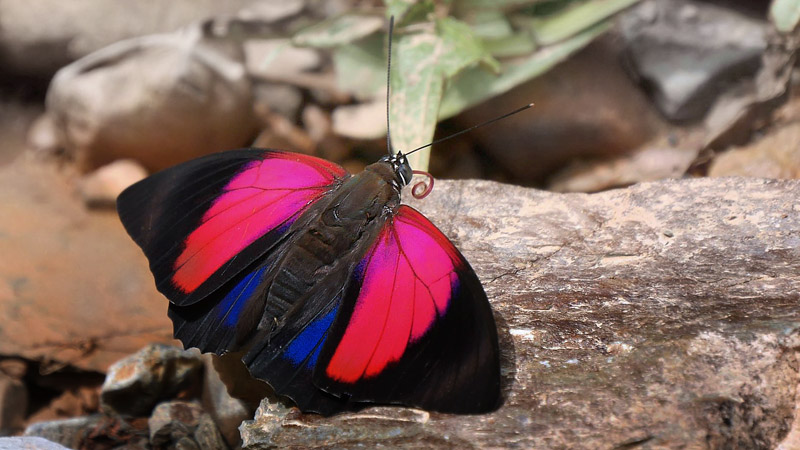 , Rio Zongo, Caranavi, elev 870 m. Yungas. d. 9 january 2016. Photographer; Peter  Mllmann