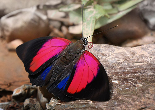 , Rio Zongo, Caranavi, elev 720 m. Yungas. d. 9 january 2016. Photographer; Peter  Mllmann