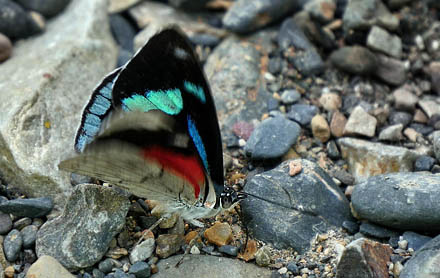 Cyan-banded Perisama, Perisama dorbignyi ssp. Jurinei (Guenée, 1872). Caranavi, Yungas, Bolivia January 12, 2016. Photographer; Peter Møllmann