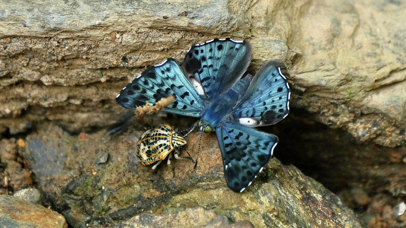  Caranavi, elev 870 m. Yungas. d. 8 january 2016. Photographer; Peter  Mllmann