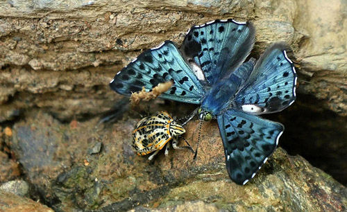  Caranavi, elev 870 m. Yungas. d. 8 january 2016. Photographer; Peter  Mllmann