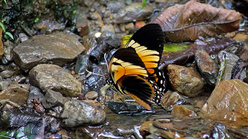 Black Mimic Swallowtail, Pterourus bachus ssp. chrysomelus (Rothschild & Jordan, 1906). Caranavi, Yungas, Bolivia January 12, 2016. Photographer;  Peter Mllmann