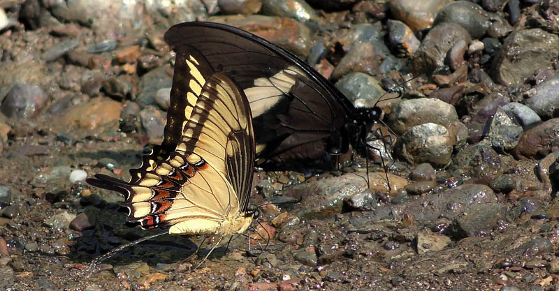 Broad-banded Swallowtail, Herachlides astyalus ssp. phanias (Rothschild & Jordan, 1906) & Crimson-spotted Swallowtail, Pterourus menatius ssp. lenaeus (E. Doubleday, 1846). Caranavi, Yungas, Bolivia January 12, 2016. Photographer; Peter Mllmann