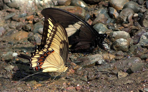 Broad-banded Swallowtail, Herachlides astyalus ssp. phanias (Rothschild & Jordan, 1906) & Crimson-spotted Swallowtail, Pterourus menatius ssp. lenaeus (E. Doubleday, 1846). Caranavi, Yungas, Bolivia January 12, 2016. Photographer; Peter Mllmann