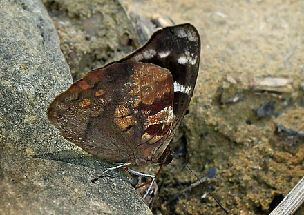 Garrapatuni, Caranavi, elev 1000 m. Yungas. d. 3 february 2016. Photographer; Peter  Mllmann