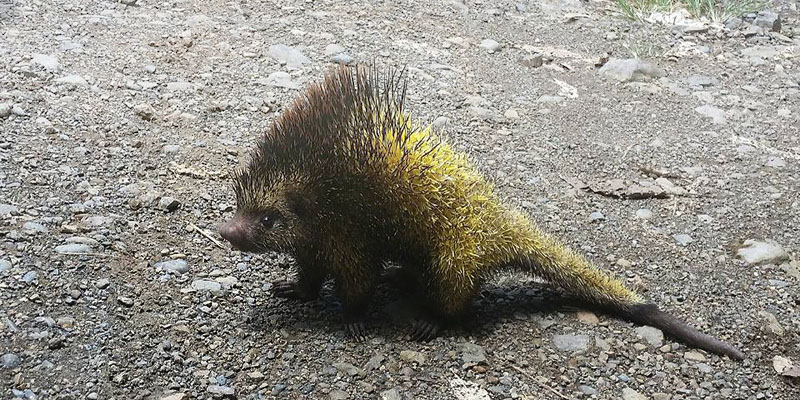 Bicolored-spined Porcupine, Coendou bicolor. Caranavi, Yungas, Bolivia February 17, 2016. Photographer; Peter Mllmann