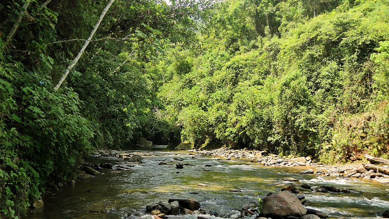 Pusiliani, Caranavi, Yungas, Bolivia January 16, 2016. Photographer; Peter Mllmann