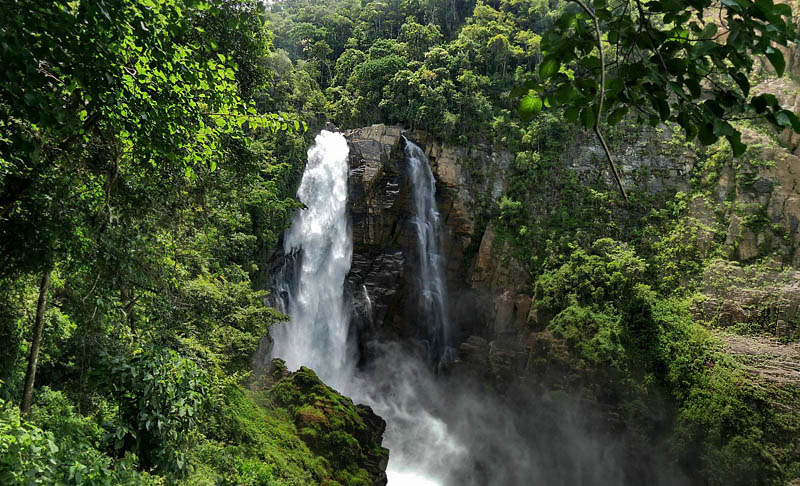 Rio Negro-Rincon del Tigre-Caranavi, elev 1000 m. Yungas. d. 6 january 2016. Photographer; Peter  Mllmann