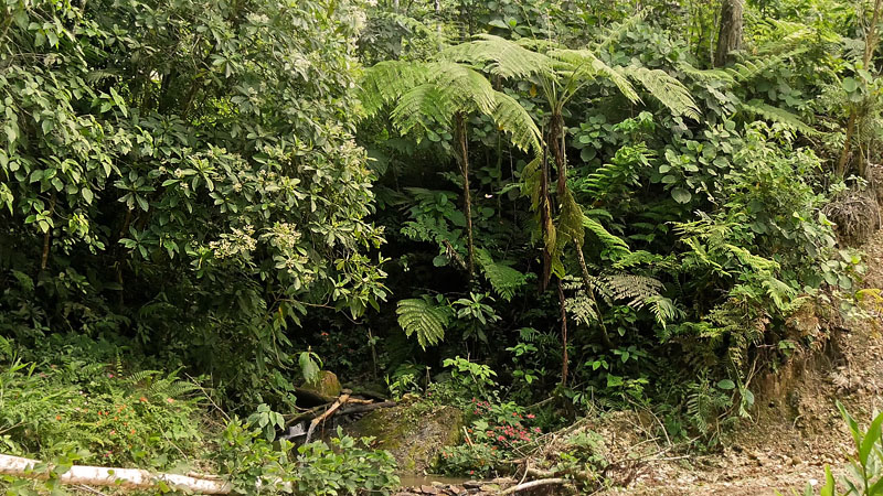 Copacabana, Caranavi, Yungas, Bolivia January 24, 2016. Photographer;  Peter Mllmann