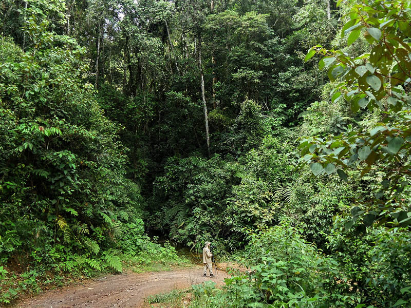 Caranavi, elev 1000 m. Yungas. d. 5 january 2016. Photographer; Peter  Mllmann