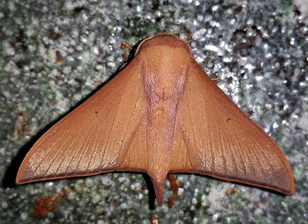 Maybe a Pyralidae species? Caranavi, Yungas, Bolivia February 15, 2016. Photographer; Peter Møllmann