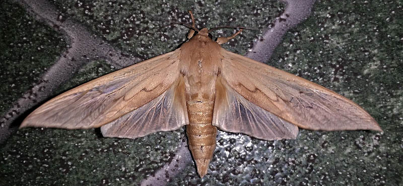 Giant Pyralidae moth. Caranavi, Yungas, Bolivia Febuary 14, 2016. Photographer; Peter Møllmann
