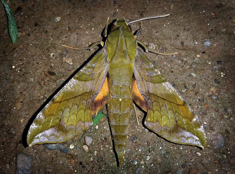 Pluto Sphinx, Xylophanes pluto (Fabricius, 1777). Consata, Yungas, Bolivia February 21, 2016. Photographer; Peter Møllmann