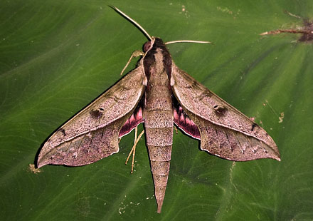 Xylophanes cosmius (Rothschild & Jordan, 1906).  Copacabana, Caranavi, Yungas, Bolivia January 27, 2016. Photographer;  Peter Mllmann