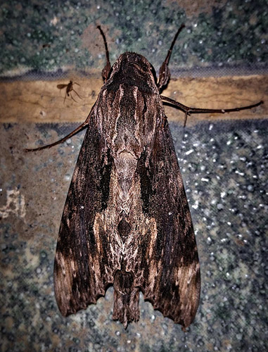 Oleander Sphinx Moth, Erinnyis oenotrus (Cramer, 1782) male. Caranavi, Yungas, Bolivia Febuary 13, 2016. Photographer;  Peter Møllmann