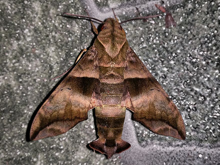 Half-Blind Sphinx. Perigonia lusca (Fabricius, 1777).  Caranavi, Yungas, Bolivia February 15, 2016. Photographer;  Peter Mllmann