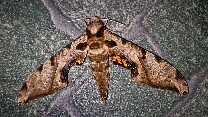 Protambulyx eurycles (Herrich-Schaffer,1855). Caranavi, Yungas, Bolivia Febuary 12, 2016. Photographer;  Peter Mllmann