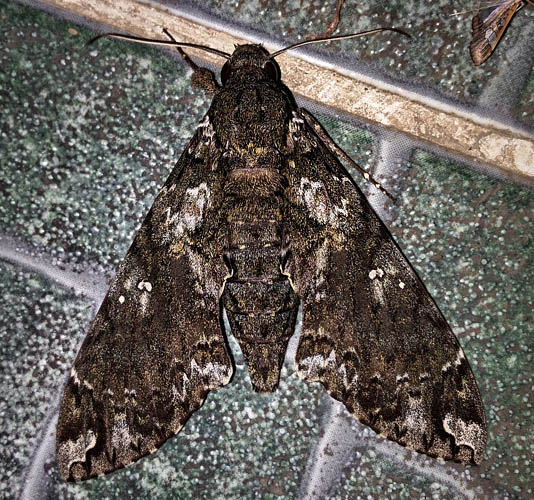 Dupochel's Sphinx, Amphonyx duponchel (Poey, 1832).  Caranavi, Yungas, Bolivia Febuary 14, 2016. Photographer;  Peter Mllmann