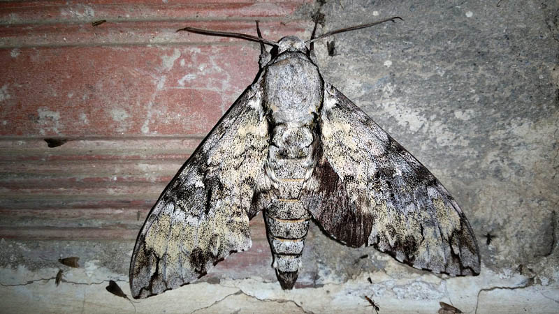 Manduca vestalis (Jordan, 1917).  Caranavi, Yungas, Bolivia Febuary 12, 2016. Photographer;  Peter Mllmann